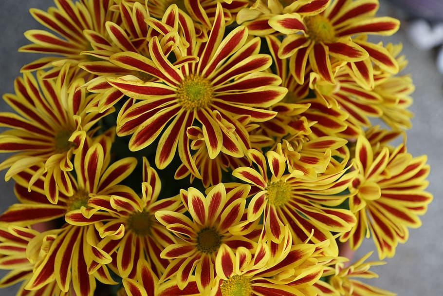 chrysanthemum, flower, yellow, colorful, plant, macro, pattern, HD wallpaper
