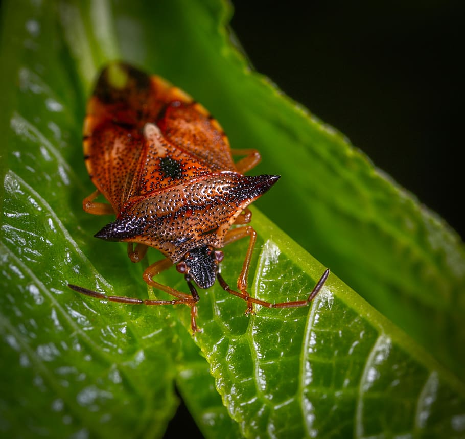 insect, macro, bug, sheet, plant part, leaf, animal, invertebrate HD wallpaper