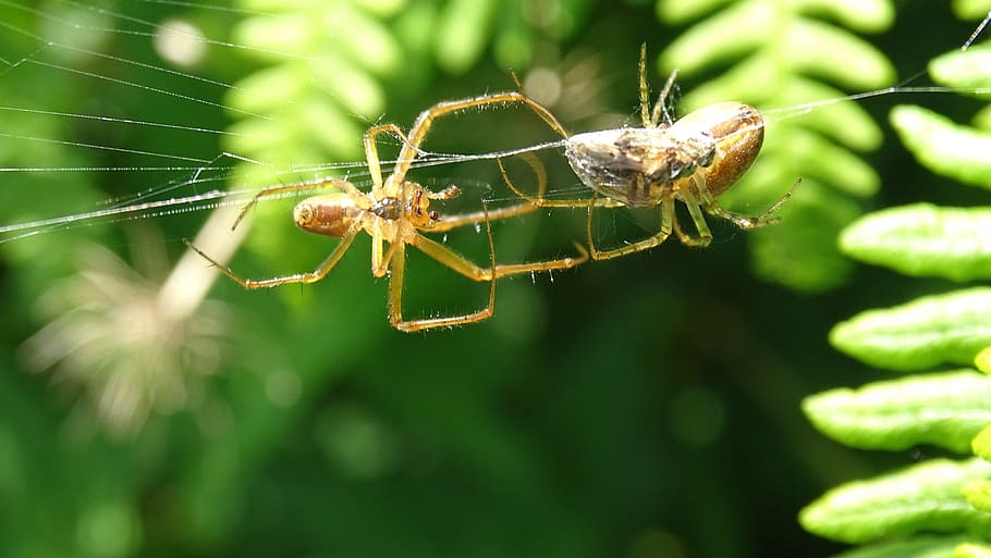 spin, web, prey, macro, bug, nature, animal, legs, close up HD wallpaper