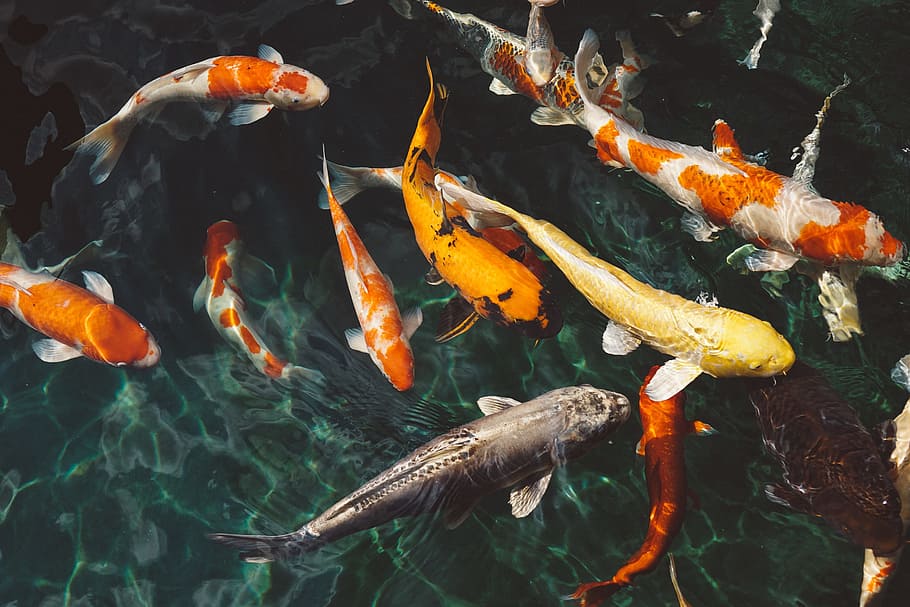 school of koi fish on water, animals, fishes, koi fishes, school of fish, HD wallpaper