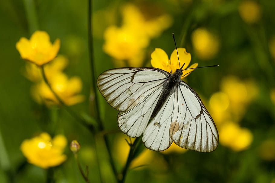 nature, butterfly, insect, summer, outdoors, flower, plant HD wallpaper