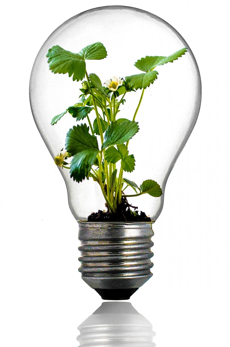 clear glass bulb with green plant, growth, light, leaf, global