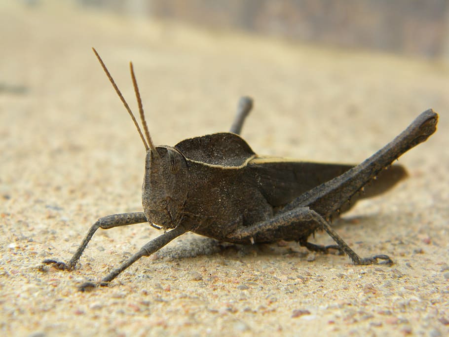 insect, grasshopper, animal, animal themes, animal wildlife HD wallpaper