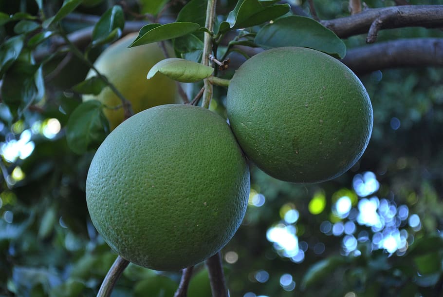 grapefruit, acidic fruits, healthy eating, food, food and drink HD wallpaper