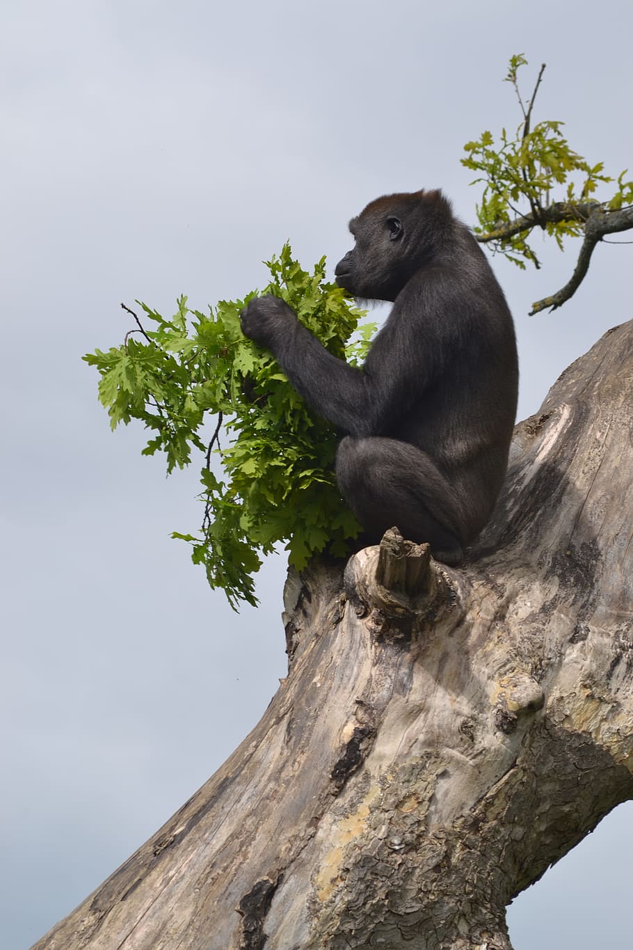 Silverback Gorilla, zoo, eating, animal, wildlife, zoology HD wallpaper
