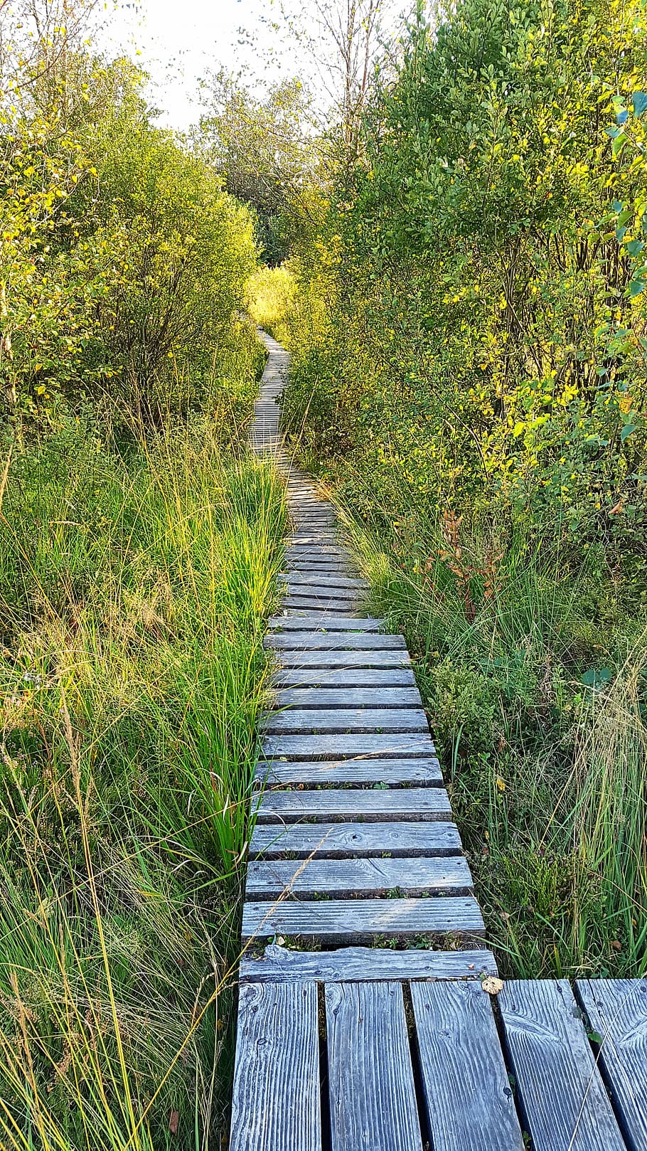 away, nature, alter weg, trail, green, plant, the way forward, HD wallpaper