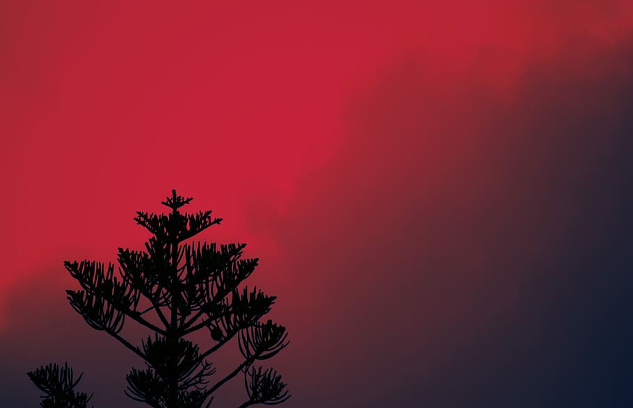 silhouette of tree under red sky, silhouette of pine tree against red skies, HD wallpaper