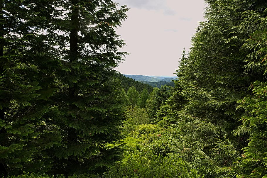 forest, view, distant view, thuringian forest, trees, nature HD wallpaper