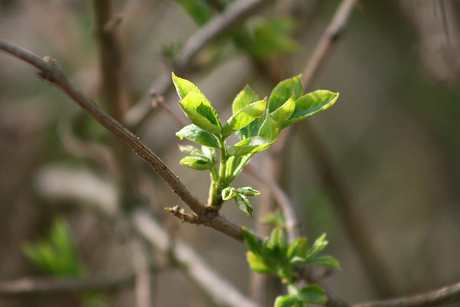 leaf, plant, tree, nature, growth, plant part, close-up, green color HD wallpaper