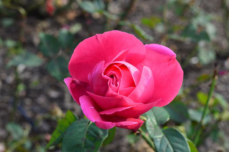 flowers, rose, pink, autumn, landscape, garden, flowering plant HD wallpaper