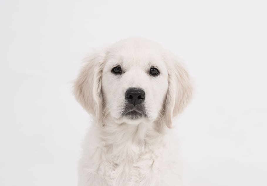 light cream golden retriever puppy, dog, purebred dog, cute, pet, HD wallpaper