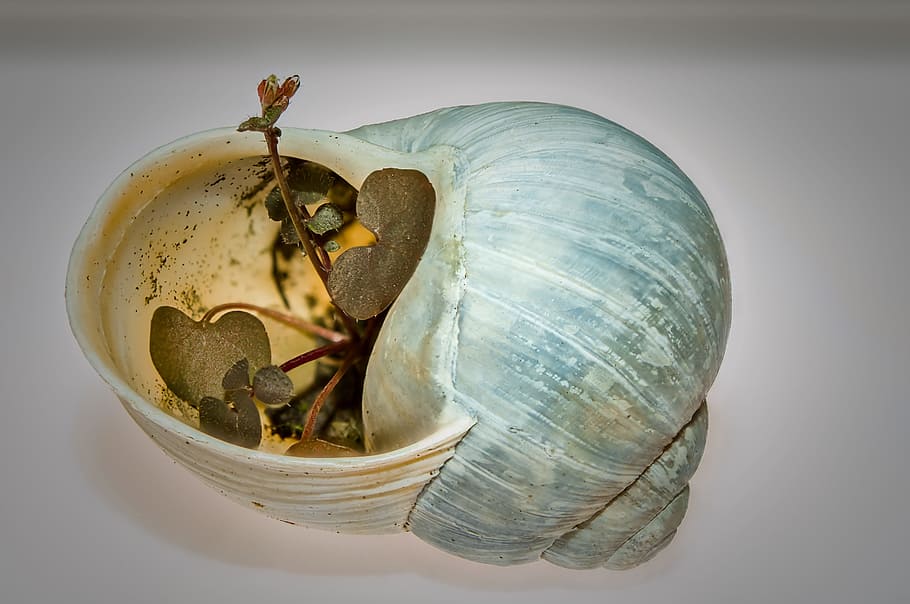 Snail Shell, Gastropod Shell, contoured, renaissance, animal Shell HD wallpaper