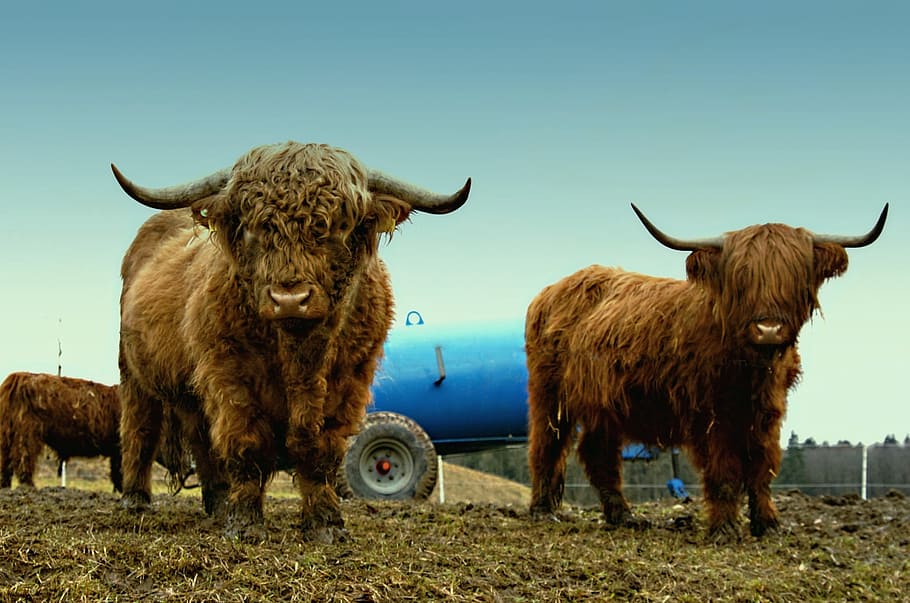 Animals, Pasture, Highland Cattle, scottish hochlandrind, scottish highland cattle, HD wallpaper