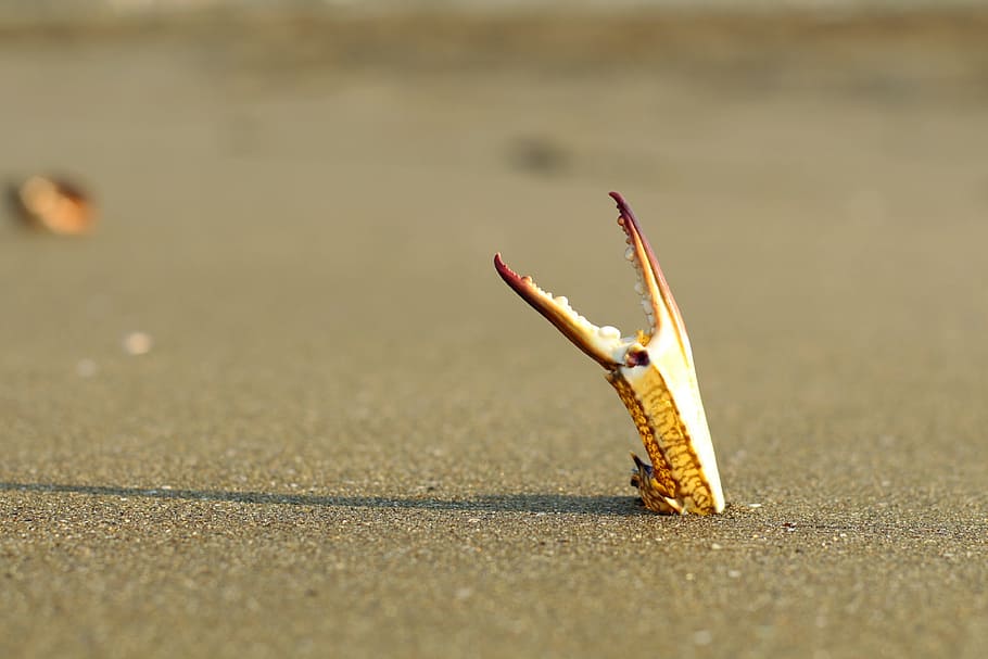 clamp, marine, crab, close-up, no people, selective focus, nature HD wallpaper