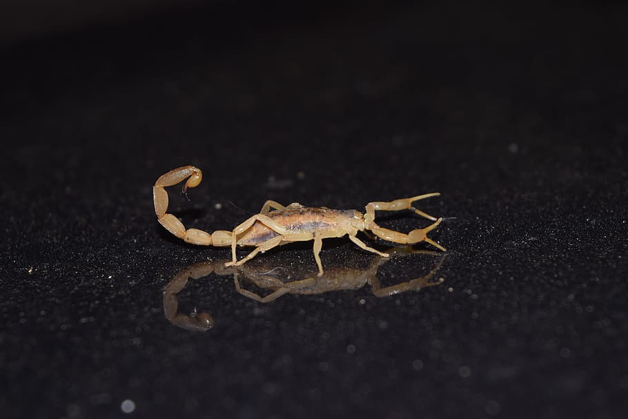 bug, scorpion, reflection, animal themes, one animal, animal wildlife HD wallpaper