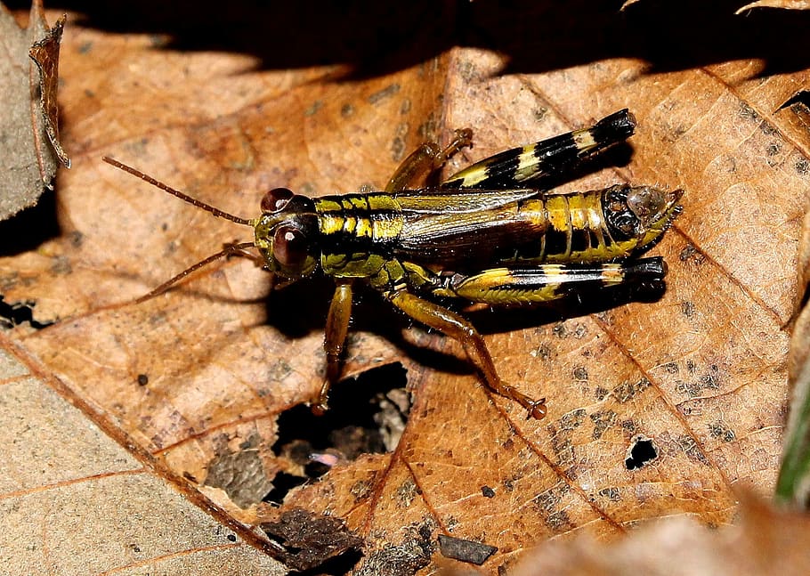 Grasshopper, Insect, Small, one animal, animals in the wild HD wallpaper