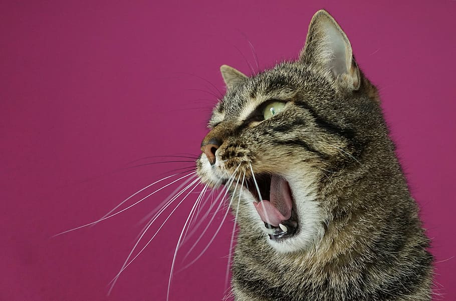 closeup photo of brown tabby cat, tiger, tigerle, stripes, trouble HD wallpaper