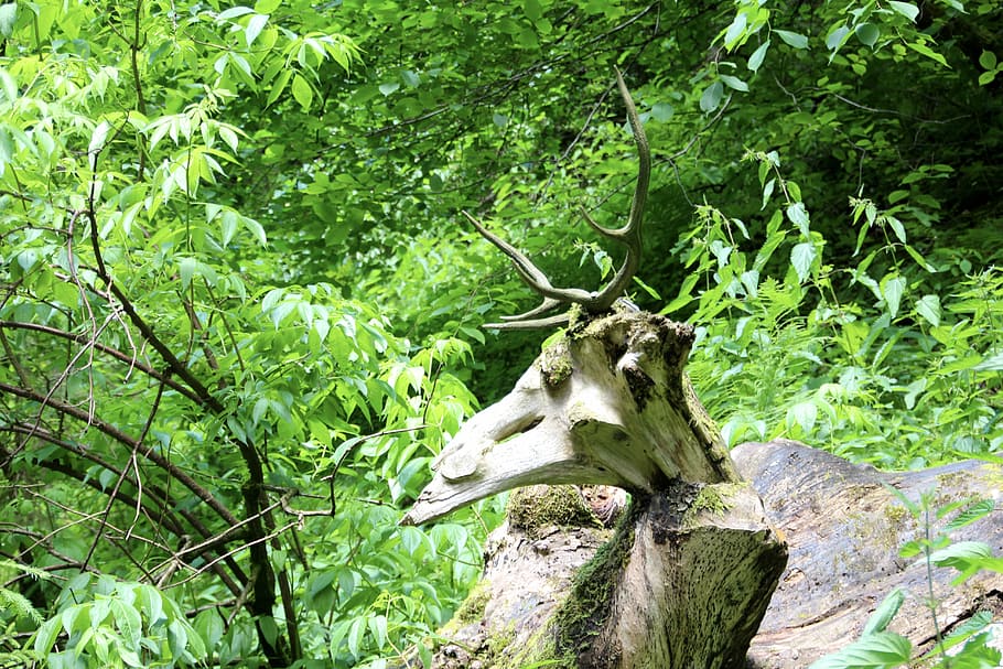 Deer, Antler, Statue, Forest, Sculpture, deer antler, figure HD wallpaper