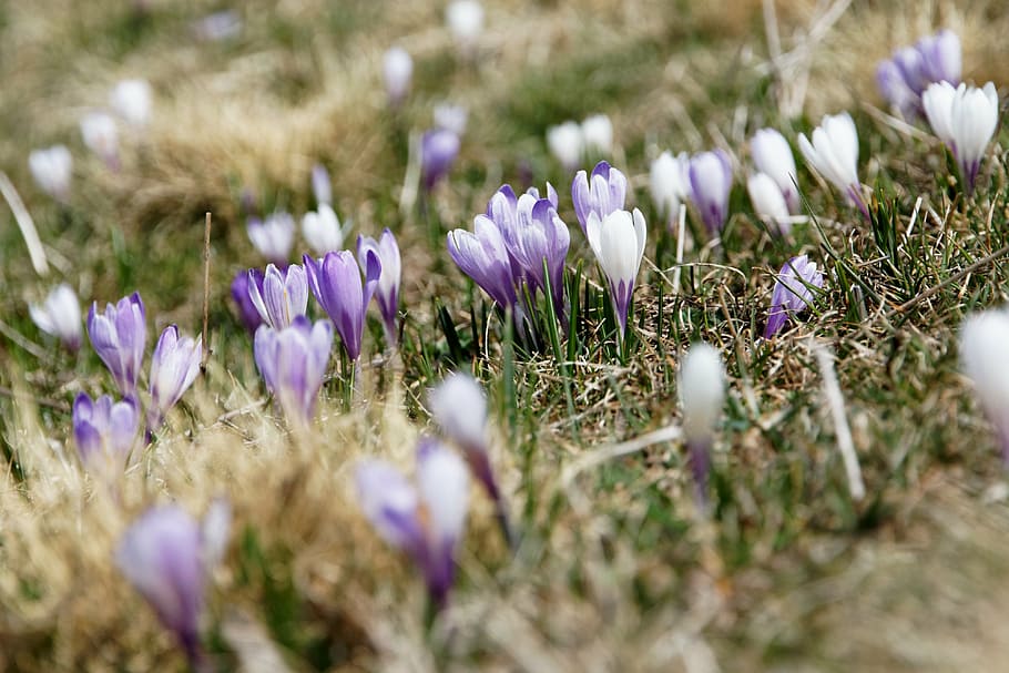 purple and white flowers, violet, petal, bloom, garden, plant HD wallpaper