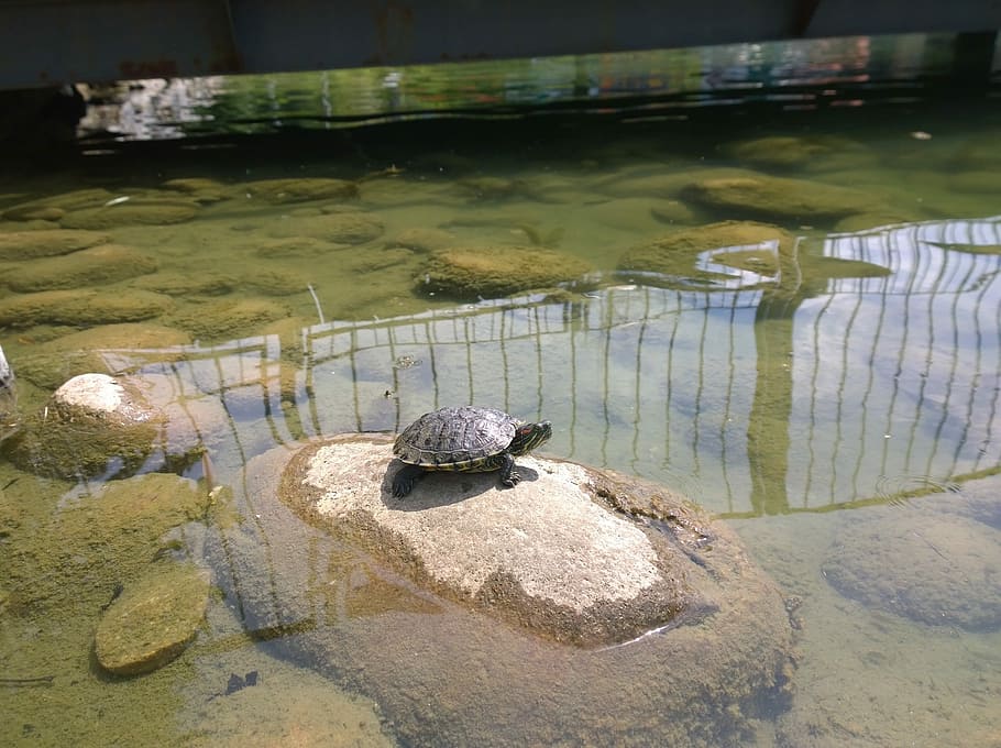 Turtle, Reptile, resting, snapping, wildlife, shell, snapper HD wallpaper