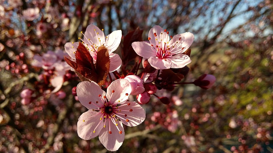 flower, almond tree, spring, trees, garden, almonds, flowers HD wallpaper