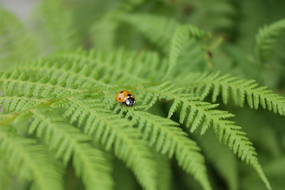 ladybug, insect, bracken, green color, selective focus, animal themes HD wallpaper