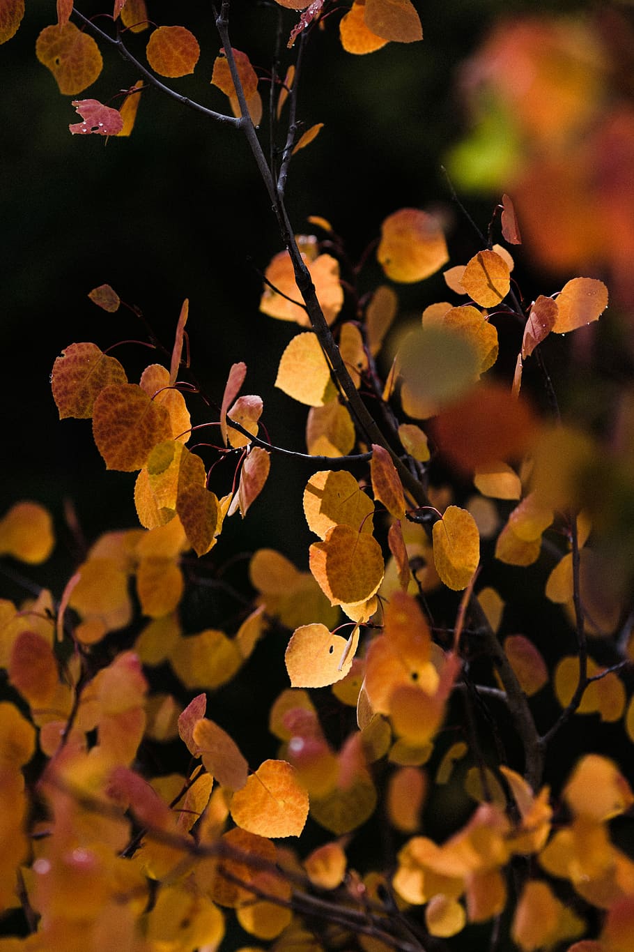 selective focus photography of orange leaves, brown leafed plant HD wallpaper