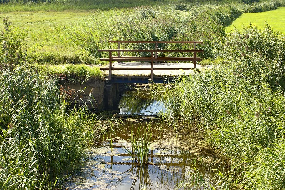 stream, bridge, meadow, lane, scrubs, wooden bridge, nature, HD wallpaper