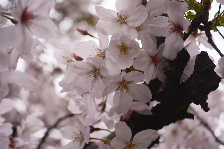cherry, petal, spring, flower, flowering plant, freshness, fragility HD wallpaper