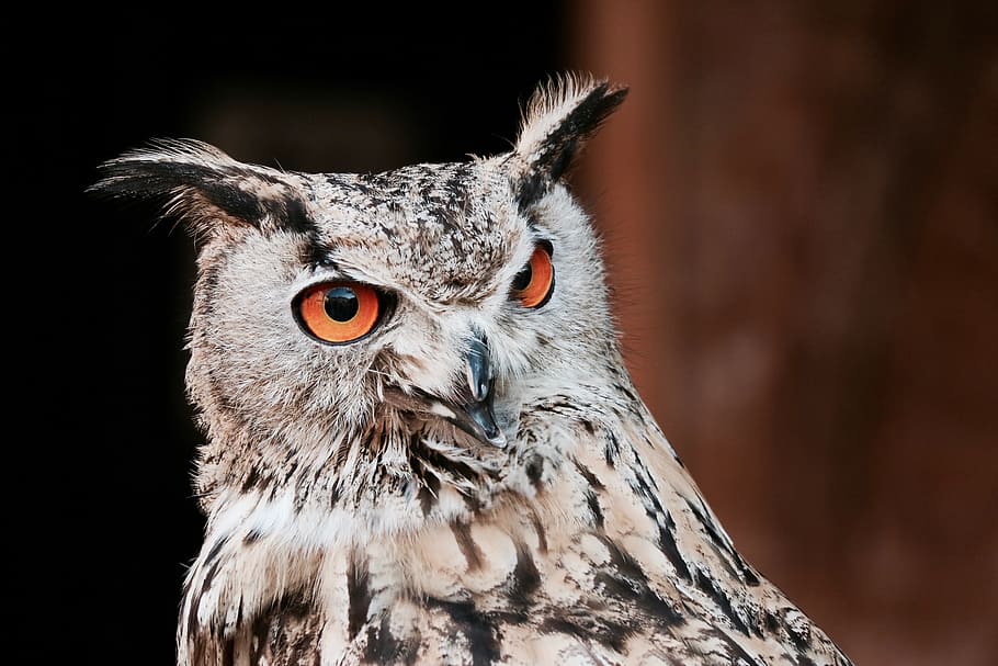 gufo reale, owl, feather, prey, bird, eye, animal, wildlife, nature HD wallpaper