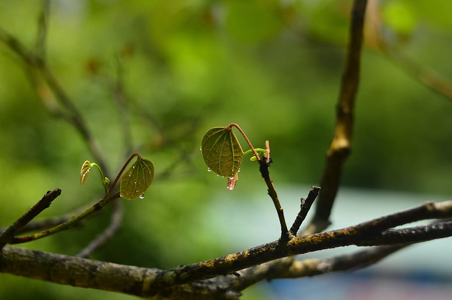 Xin, Chun, Ming, nature, growth, animals in the wild, day, insect HD wallpaper