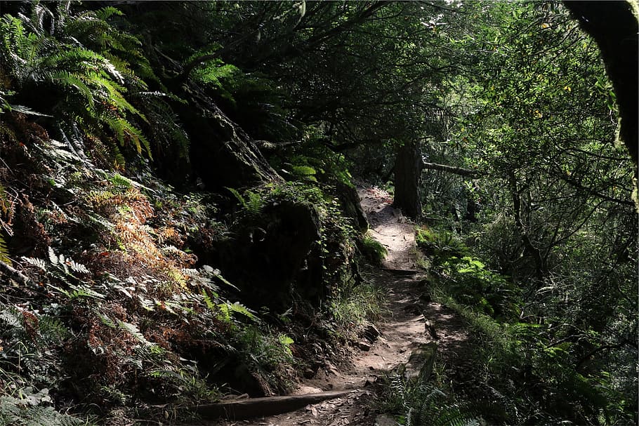 trail, path, forest, woods, tree, plant, land, beauty in nature HD wallpaper
