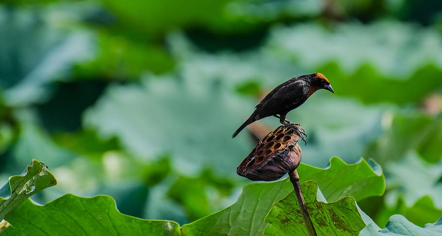 bird, flower, lotus, animal themes, animal wildlife, animals in the wild HD wallpaper