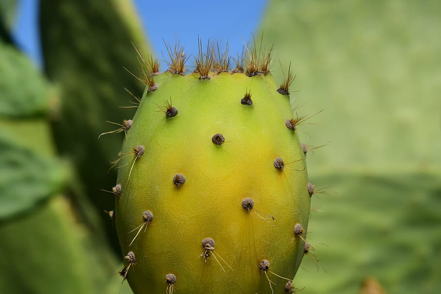 cactus, prickly pear, cactus greenhouse, mediterranean, spur