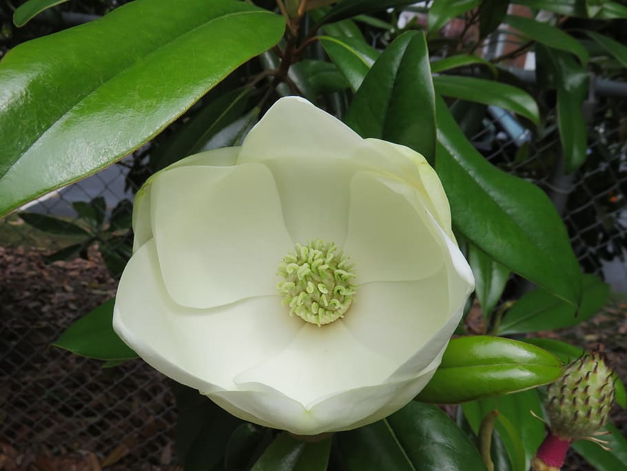 flower, leaf, garden, nature, flora, magnolia, greenville, white HD wallpaper
