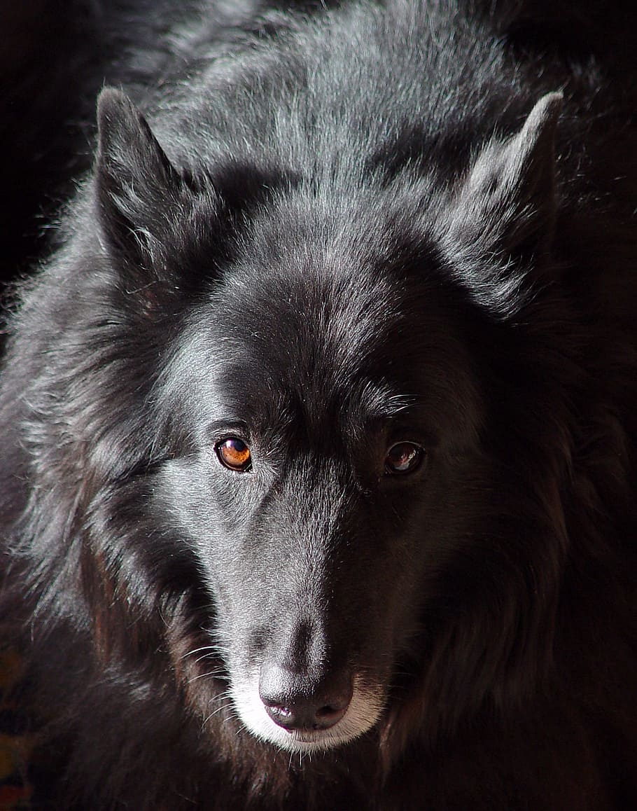 Dog, Reflection, Old, Wise, Belgian, animal, pets, purebred Dog HD wallpaper