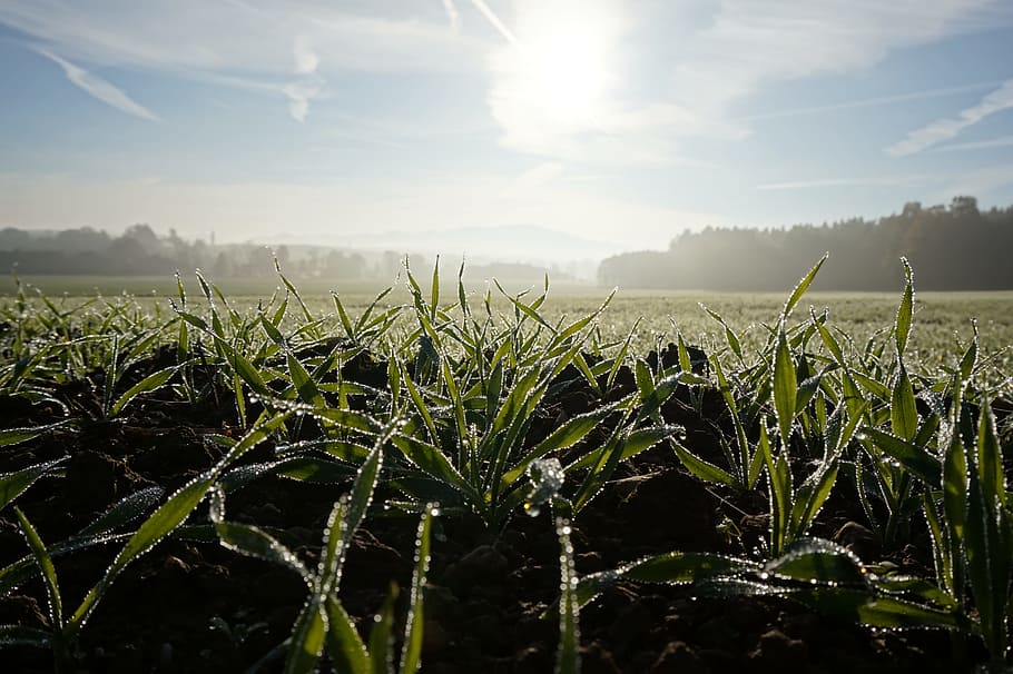Cereals, Wheat, Meadow, Sunrise, Fog, winter, frost, seed, agriculture, HD wallpaper