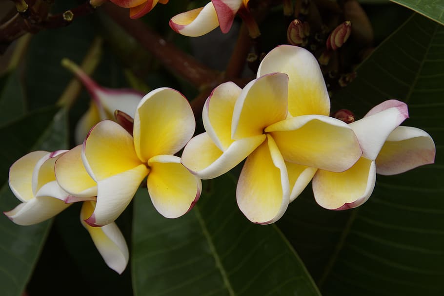 frangipani, temple tree, plumeria, flower, white yellow, summer, HD wallpaper