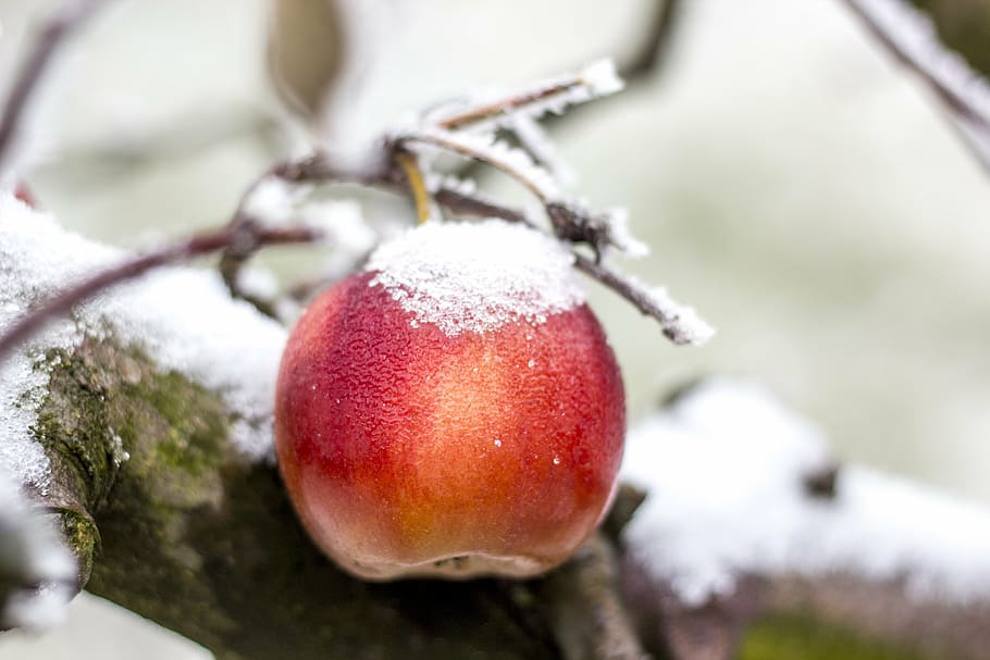 apple, winter, snow, frost, ice, icing, fruit, rime, nature, HD wallpaper