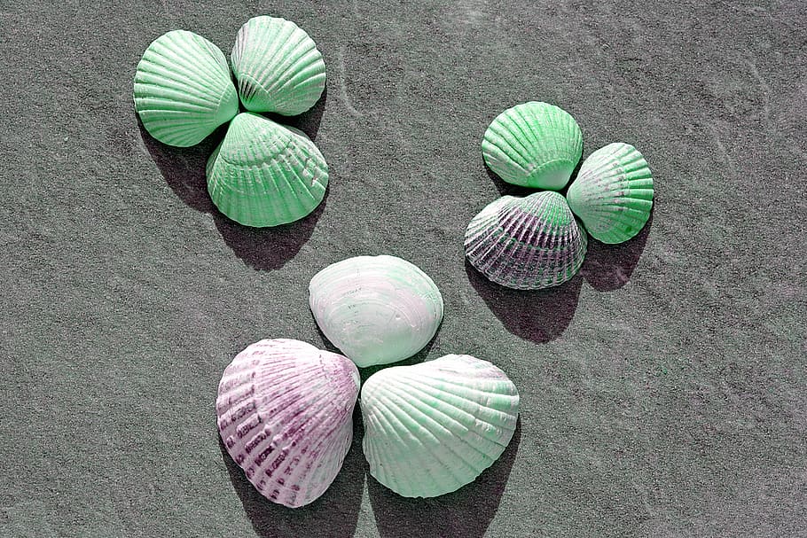 assorted-color shell lot on black dirt, shells, holidays, sea HD wallpaper