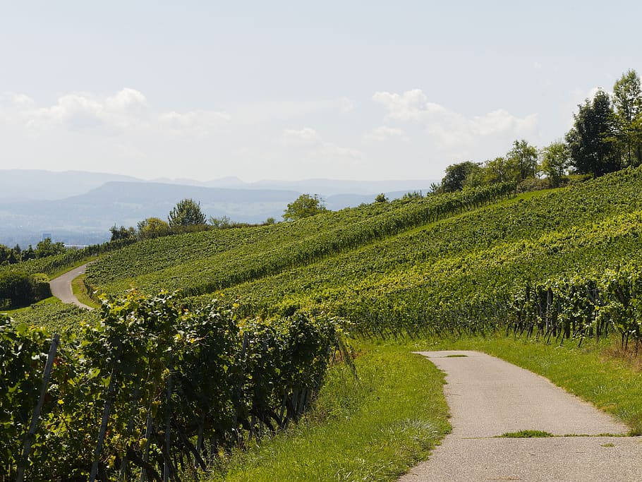 vines, vineyards, grapes, burgundy, nature, harvest, wine region HD wallpaper
