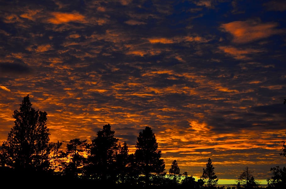 Sunset, Forest, Trees, the nature of the, silhouette, outdoors HD wallpaper