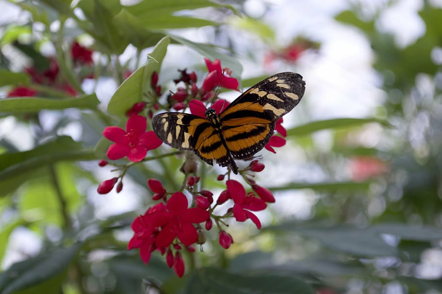 isabella's eueides, butterfly, orange, longwing, wings, insect HD wallpaper