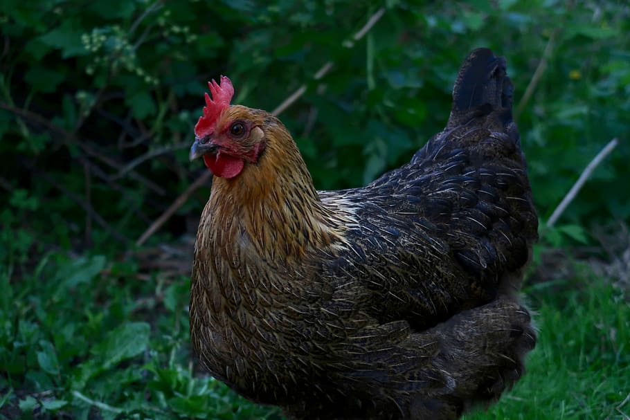 chicken, garden, poultry, feather, hen, range, plumage, animal themes HD wallpaper