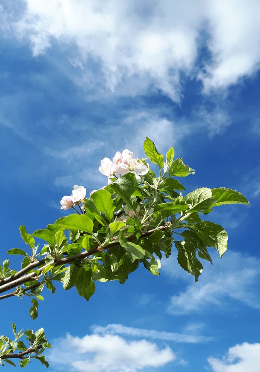blossom, bloom, apple tree, spring, plant, leaf, sky, plant part HD wallpaper