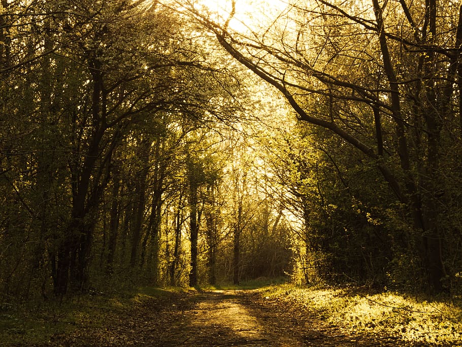 Summer Time, Sunset, Spring, lane, forest, yellow, sky, back light HD wallpaper