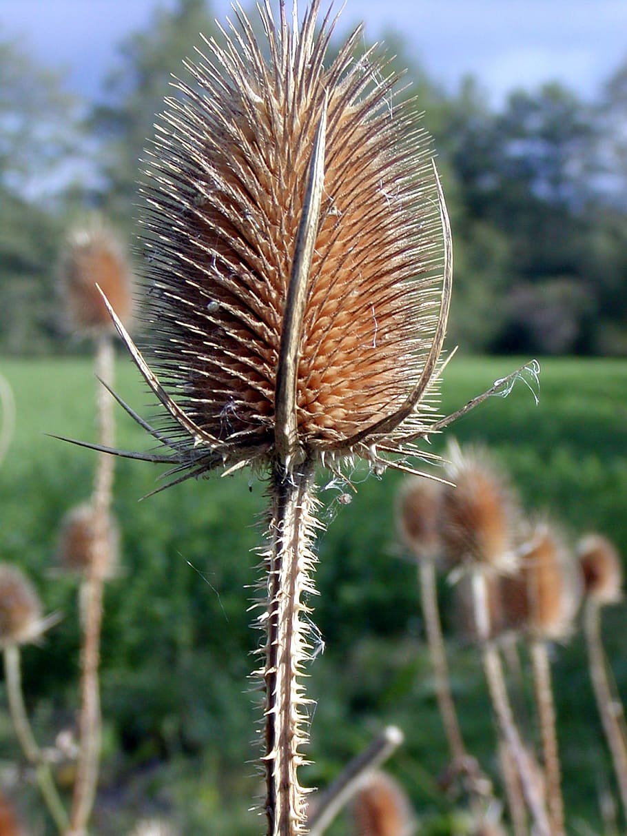 Autumn, Walk, Field, Thistle, Dry, spines, nature, flower, dandelion HD wallpaper