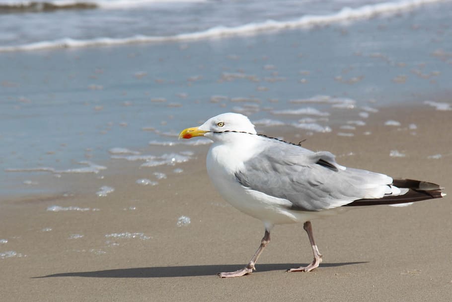 Gull, Beach, Baltic Sea, bird, seagull, animal, nature, animals And Pets HD wallpaper
