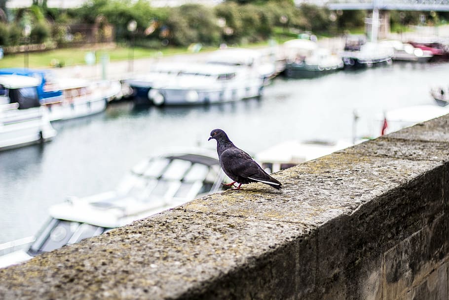 pigeon, paris, seine, animal themes, bird, animal wildlife HD wallpaper