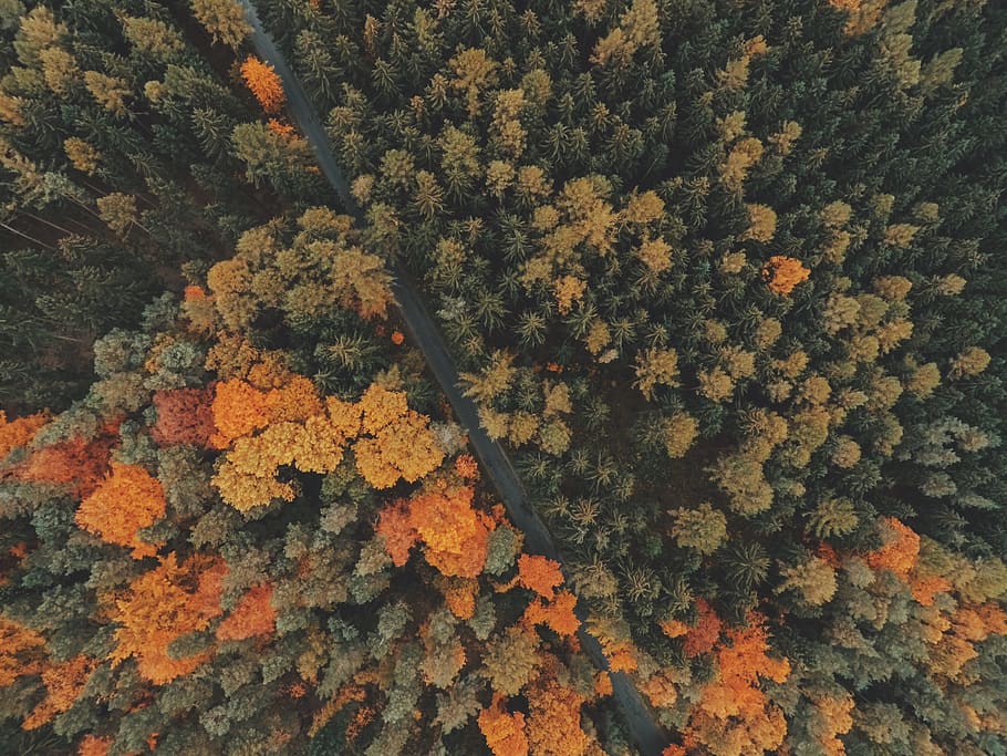 brown and green leaf tree, green and orange leafed plants, bird eye HD wallpaper